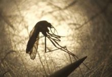 Photo of 25 aprilie – Ziua Mondială a Malariei. Republica Moldova, printre țările cu risc sporit de invazii