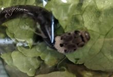 Photo of Surpriză pentru un cuplu din Australia: A găsit un șarpe veninos într-o pungă de salată cumpărată de la supermarket