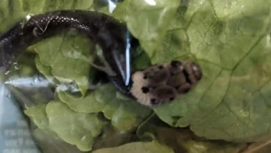 Photo of Surpriză pentru un cuplu din Australia: A găsit un șarpe veninos într-o pungă de salată cumpărată de la supermarket