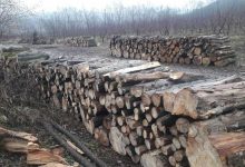 Photo of Moldsilva a interzis să se filmeze tăierea copacilor din păduri în absența silvicultorilor. Reacția agenției