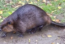 Photo of Mii de oameni au rămas fără internet din cauza… castorilor. Animalele au ros cablurile și au târât bucăți din ele în viziuni