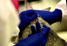 Photo of Rusia a produs primul lot de vaccin anti-COVID din lume pentru animale