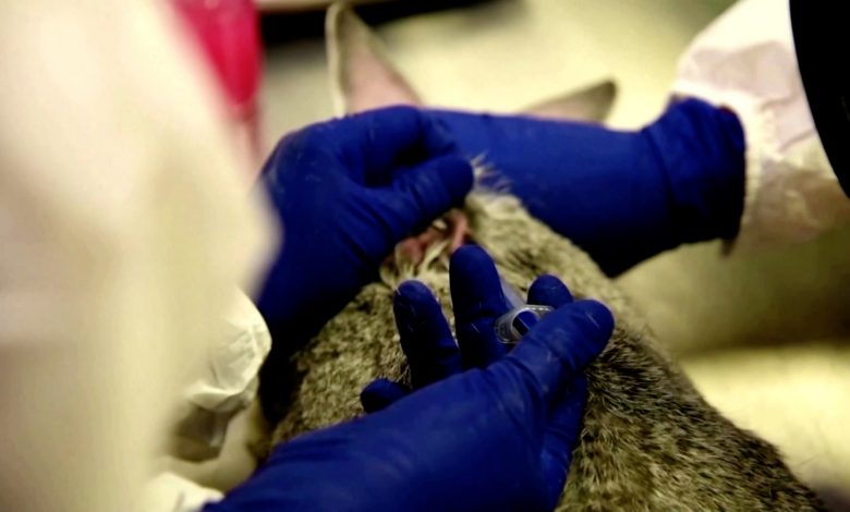 Photo of Rusia a produs primul lot de vaccin anti-COVID din lume pentru animale