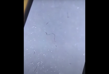 Photo of video | Mitul „viermilor” din măştile de protecţie, demontat de fizicianul Cristian Presură. Ce sunt, de fapt, obiectele care apar la microscop