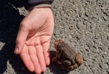 Photo of Drum aglomerat, închis pentru ca broaștele să-l poată traversa spre zonele de reproducere. Unde s-a întâmplat