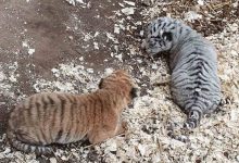 Photo of foto | Eveniment rar la Grădina Zoologică din Chișinău. O tigroaică a născut doi pui diferiți