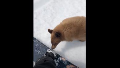 Photo of video | O boală misterioasă îi transformă pe urșii din SUA în animale prietenoase