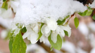 Photo of De ce vremea în această primăvară e mai rece decât de obicei?