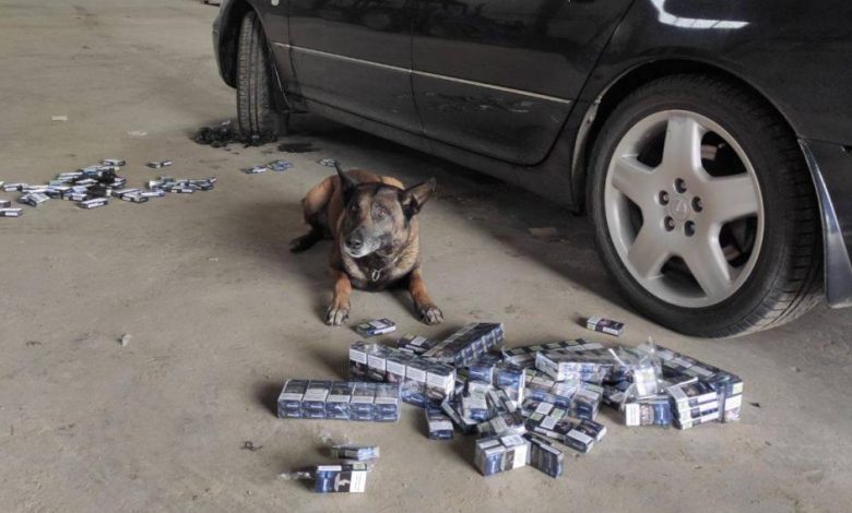 Photo of video | A ascuns țigările în Lexus, dar patrupedul de la frontieră l-a lăsat fără mașină. Nero a găsit dosite 400 de pachete
