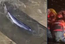 Photo of video | O balenă a rămas blocată pe râul Tamisa. Zeci de salvatori și sute de oameni s-au adunat pentru a o ajuta