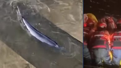 Photo of video | O balenă a rămas blocată pe râul Tamisa. Zeci de salvatori și sute de oameni s-au adunat pentru a o ajuta