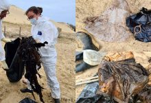 Photo of foto | Circa 16 kg de plastic au fost descoperite în burta unei balene. Nu putea să vâneze și a încurcat deșeurile cu meduzele