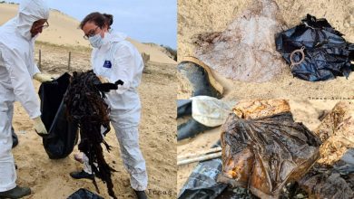 Photo of foto | Circa 16 kg de plastic au fost descoperite în burta unei balene. Nu putea să vâneze și a încurcat deșeurile cu meduzele