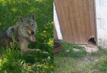 Photo of foto, video | Un lup ar fi fugit de la o grădină zoologică improvizată și s-a plimbat prin Dănceni. Localnicii, rugați să fie vigilenți