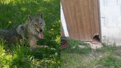 Photo of foto, video | Un lup ar fi fugit de la o grădină zoologică improvizată și s-a plimbat prin Dănceni. Localnicii, rugați să fie vigilenți