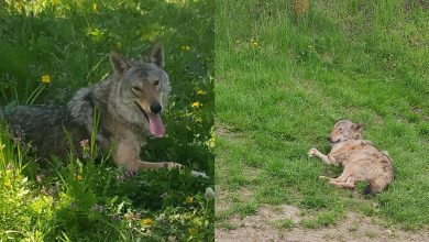 Photo of video | Lupul care se plimba prin Dănceni a fost prins. A fost dus la grădina zoologică improvizată