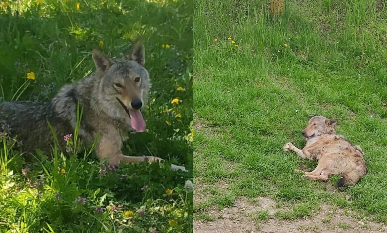 Photo of video | Lupul care se plimba prin Dănceni a fost prins. A fost dus la grădina zoologică improvizată