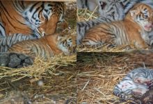 Photo of foto | Se hrănesc cu laptele mamei și cresc voinici! Puii de tigru născuți la Grădina Zoologică din capitală au ieșit din carantină
