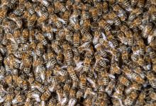 Photo of O femeie din SUA a descoperit în casa ei un stup de peste 100.000 de albine. Se întâmplă pentru a doua oară în ultimii ani