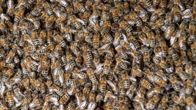Photo of O femeie din SUA a descoperit în casa ei un stup de peste 100.000 de albine. Se întâmplă pentru a doua oară în ultimii ani