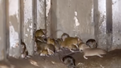 Photo of Australia, invadată de șoareci: Experții se tem că rozătoarele vor năvăli curând în orașele mari