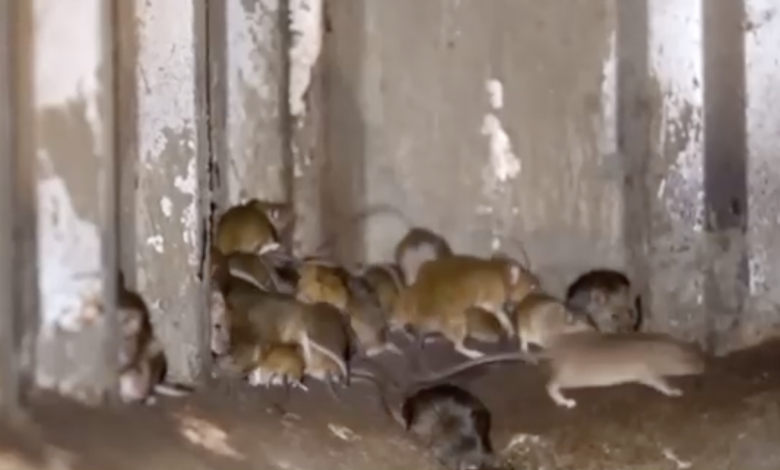 Photo of Australia, invadată de șoareci: Experții se tem că rozătoarele vor năvăli curând în orașele mari