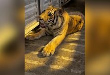 Photo of video | SUA: Un tigru bengalez, dispărut de mai bine de o săptămână, a fost găsit de polițiști. Unde se afla