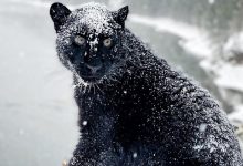 Photo of foto | Imagini senzaționale: O panteră neagră, surprinsă cum se joacă în zăpadă, în pădurile siberiene