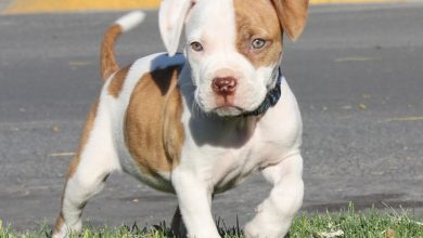 Photo of Prietenie cu prețul vieții: O copilă de 11 ani a decedat în timp ce voia să își salveze patrupezii de flăcări