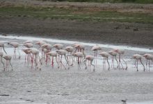 Photo of foto | Imagini rare în Delta Dunării: Au fost observate peste 100 de păsări flamingo