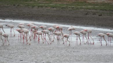 Photo of foto | Imagini rare în Delta Dunării: Au fost observate peste 100 de păsări flamingo