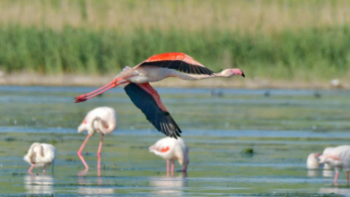 Photo of foto | Păsările flamingo au părăsit Delta Dunării, după ce au fost stresate de turiști cu bărci sau drone