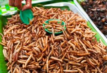 Photo of Comisia Europeană a autorizat, în premieră, o insectă ca aliment
