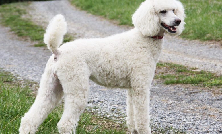 Photo of Și-a înscenat moartea după o fraudă de un milion de euro: O femeie, dată de gol de patrupedul său