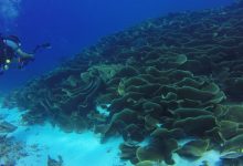Photo of A fost descoperită o viețuitoare marină capabilă să îşi regenereze toate organele