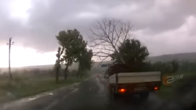 Photo of video | Norocul s-a ținut scai de șoferul unui camion! Momentul în care un arbore cade pe traseu, chiar în fața vehiculului