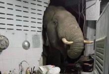 Photo of Voia să îi spună „bună dimineața”? O femeie s-a trezit cu un elefant înfometat în bucătărie