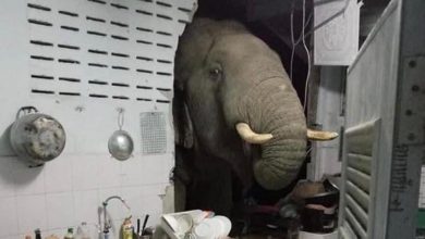 Photo of Voia să îi spună „bună dimineața”? O femeie s-a trezit cu un elefant înfometat în bucătărie