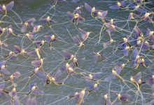 Photo of Fenomen spectaculos în Delta Dunării: Au apărut efemeridele