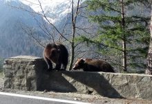 Photo of Invazie de urși în zonele locuite din munții României. Turiști: „Ei vin la cafea”