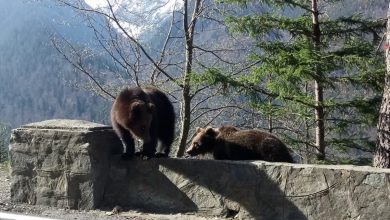 Photo of Invazie de urși în zonele locuite din munții României. Turiști: „Ei vin la cafea”