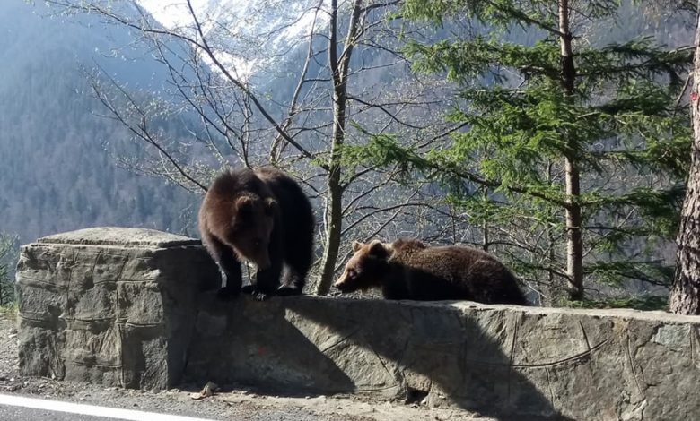 Photo of Expert, după moartea unui motociclist pe Transfăgărășan: „Obiceiurile turiștilor de a hrăni urșii sunt complet idioate”