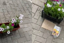 Photo of video | Flori rupte din parcurile din Chișinău și vândute cu 20 de lei. Unde au fost surprinși „comercianții”