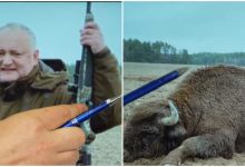 Photo of „N-a împușcat niciodată zimbri”: PSRM susține că poza cu Dodon alături de animalul mort este falsă