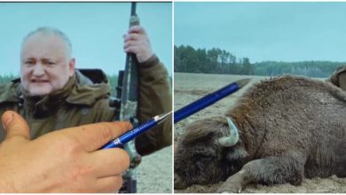 Photo of „N-a împușcat niciodată zimbri”: PSRM susține că poza cu Dodon alături de animalul mort este falsă