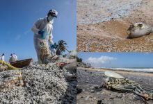 Photo of foto | Mii de pești verzi și cu burți umflate, găsiți pe plajele din Sri Lanka. Au branhiile pline de plastic