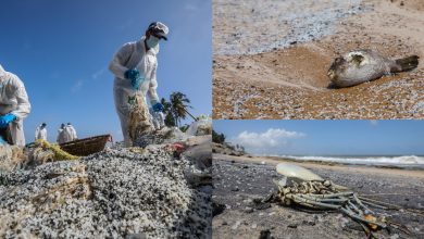 Photo of foto | Mii de pești verzi și cu burți umflate, găsiți pe plajele din Sri Lanka. Au branhiile pline de plastic