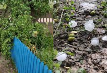 Photo of foto, video | Furtună extremă la Ungheni, însoțită de grindină: Copaci doborâți, trasee blocate și culturi compromise