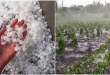 Photo of foto, video | Ploile cu grindină au făcut ravagii în localități: Zeci de hectare și culturi agricole, puse la pământ