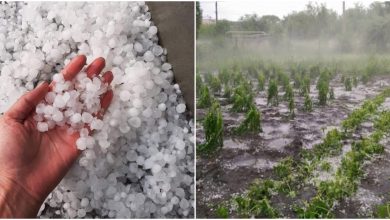 Photo of foto, video | Ploile cu grindină au făcut ravagii în localități: Zeci de hectare și culturi agricole, puse la pământ